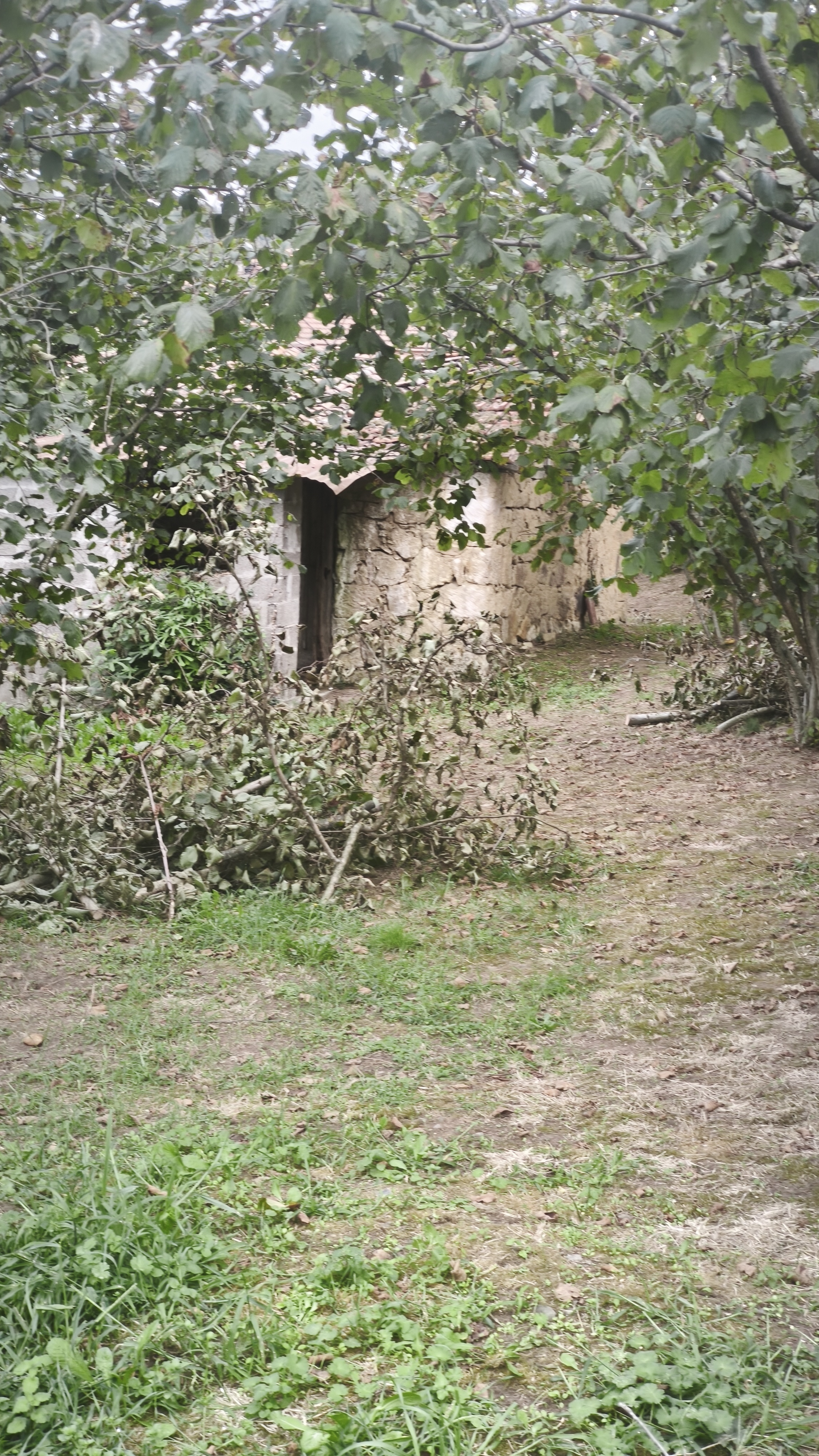 Karasu Kuzuluk 2.650 m² Fındık Bahçesi ve Eski Ev
