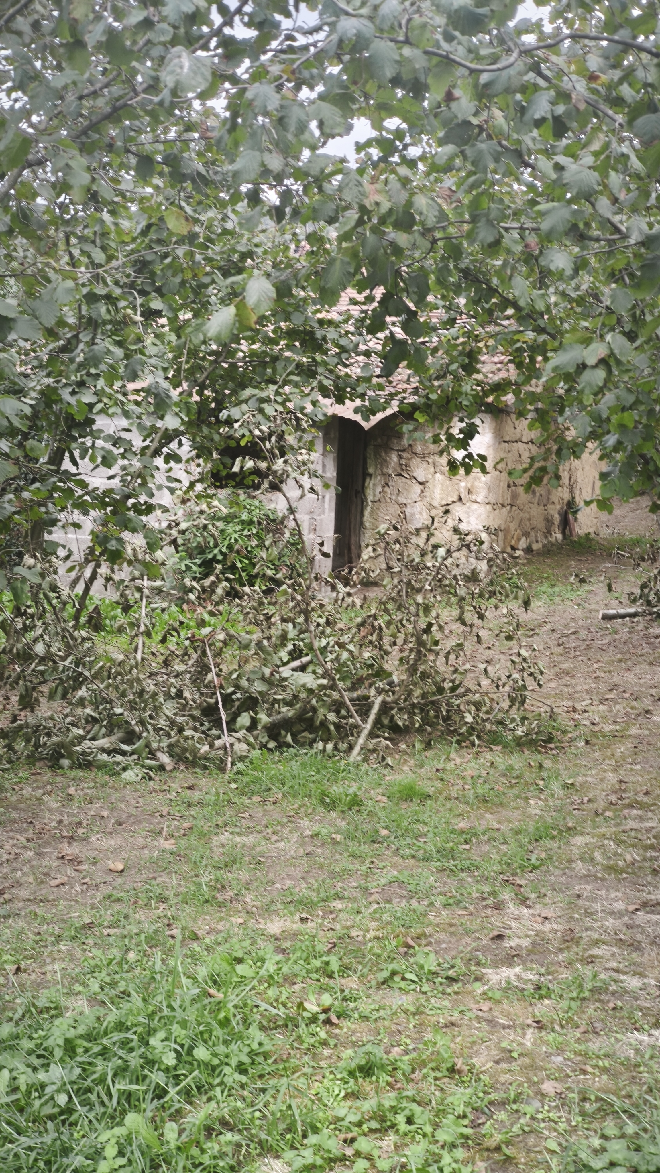Karasu Kuzuluk 2.650 m² Fındık Bahçesi ve Eski Ev