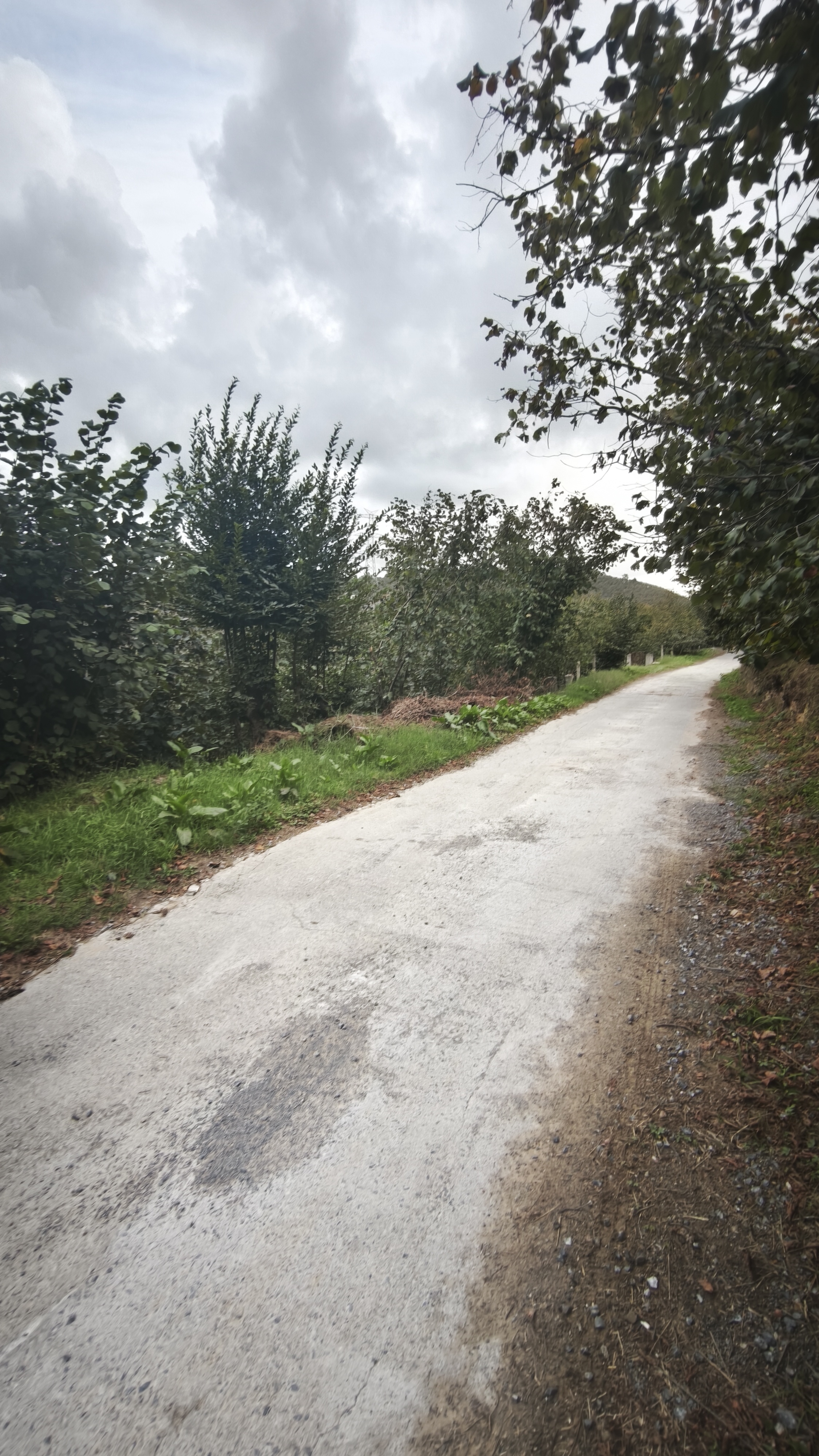 Karasu Kuzuluk 2.650 m² Fındık Bahçesi ve Eski Ev