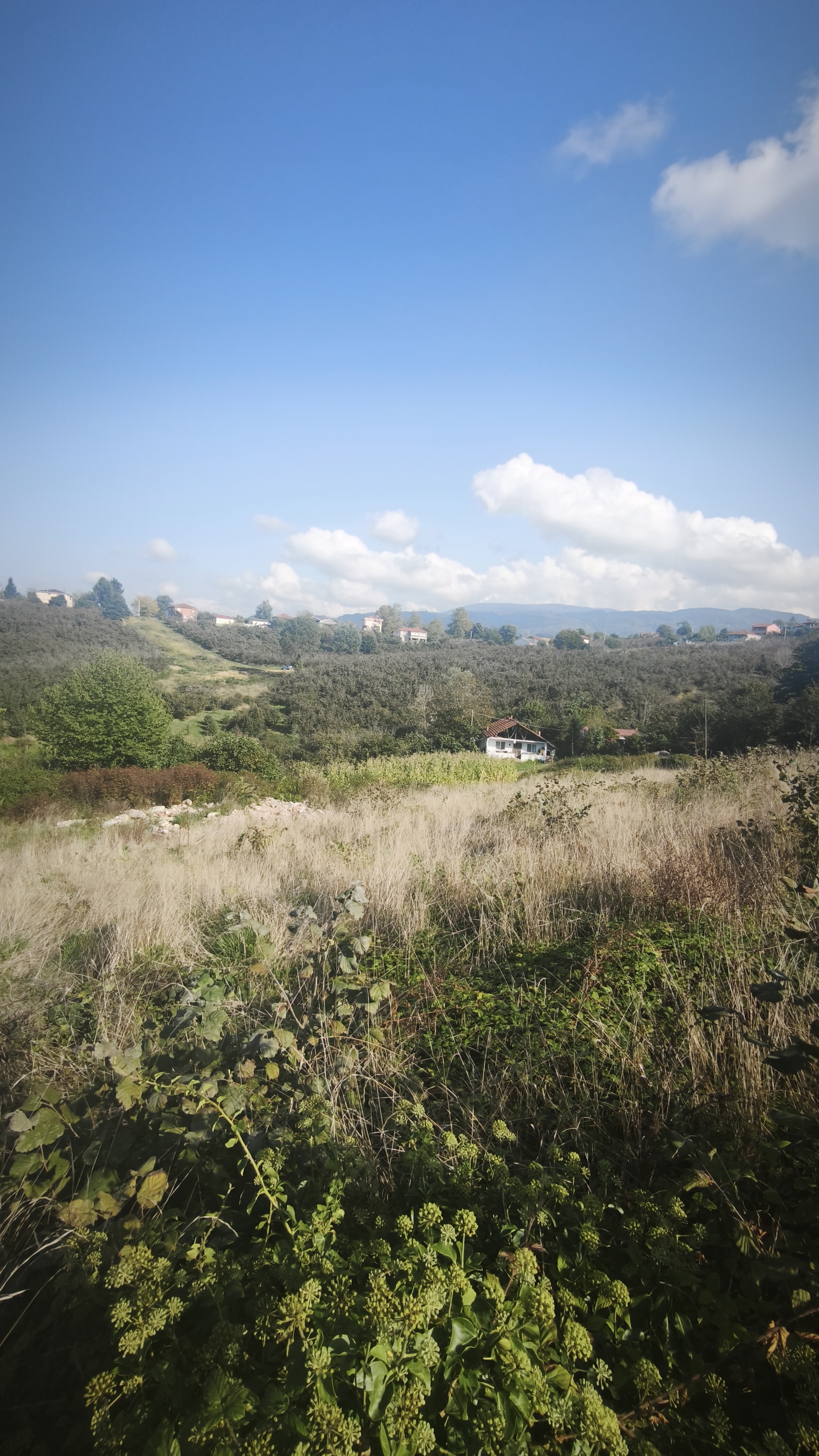 Kocaali Kozluk 548 m² Proje Ruhsatlı İmarlı Arsa